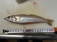 キスの釣果