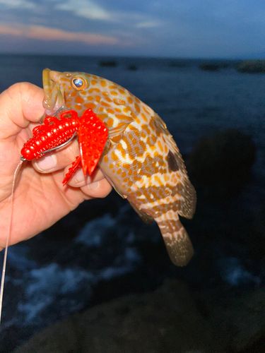 キジハタの釣果