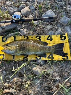 スモールマウスバスの釣果