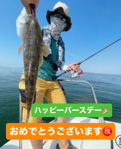 マゴチの釣果