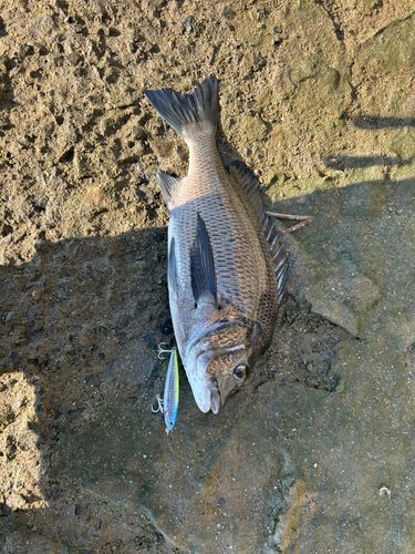 チヌの釣果