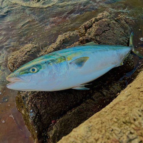 ブリの釣果