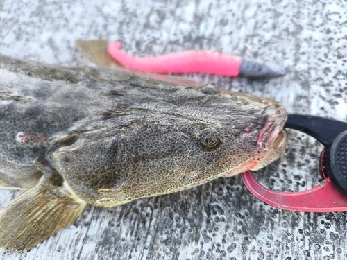 マゴチの釣果