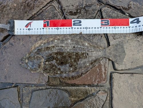 ソゲの釣果