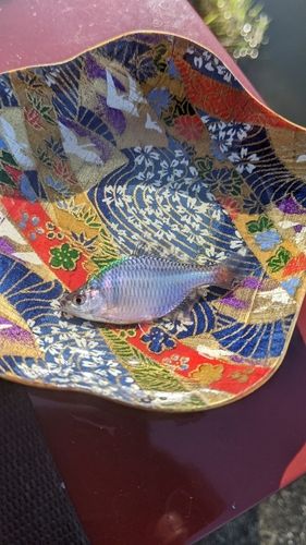 タイリクバラタナゴの釣果