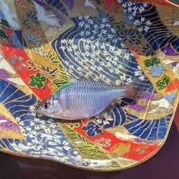 タイリクバラタナゴ