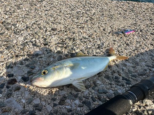 ヤズの釣果