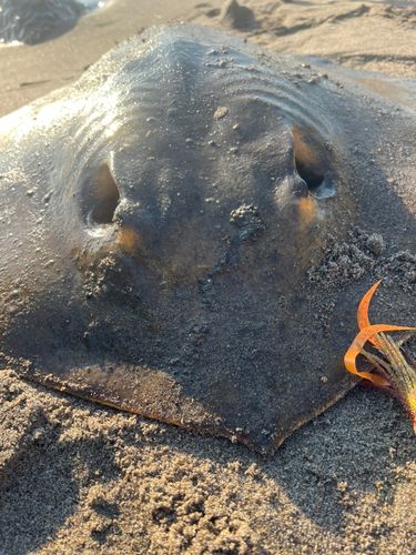 アカエイの釣果