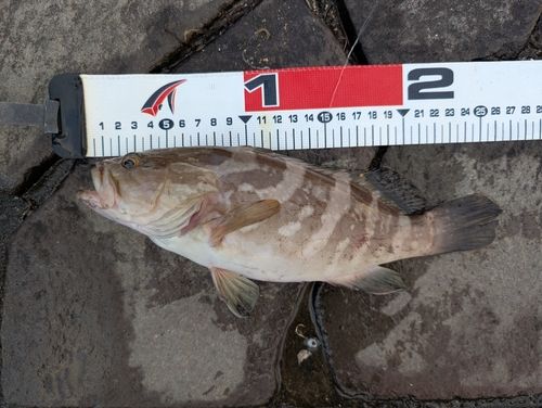 クエの釣果