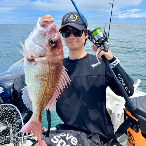 マダイの釣果