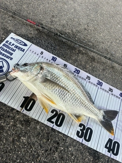 キビレの釣果