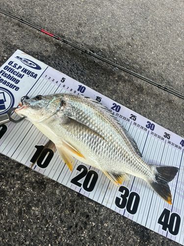 キビレの釣果