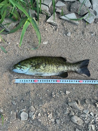 スモールマウスバスの釣果