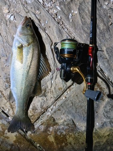 フッコ（マルスズキ）の釣果