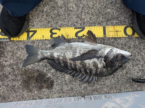 チヌの釣果