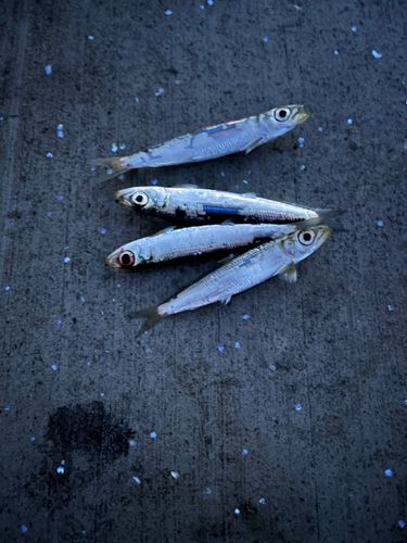 ウルメイワシの釣果