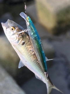 コノシロの釣果