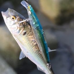 コノシロ