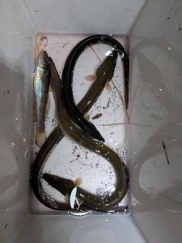 ウナギの釣果