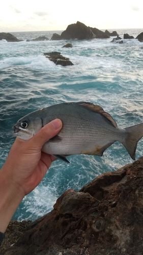 イスズミの釣果