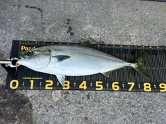 ブリの釣果
