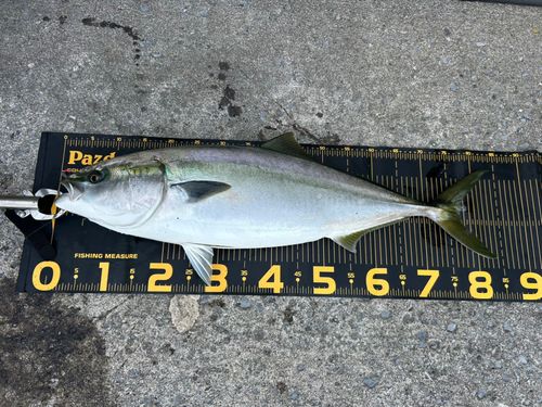 ブリの釣果