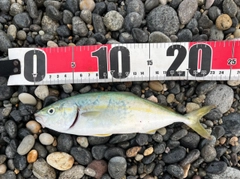 コゾクラの釣果