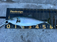 ワラサの釣果