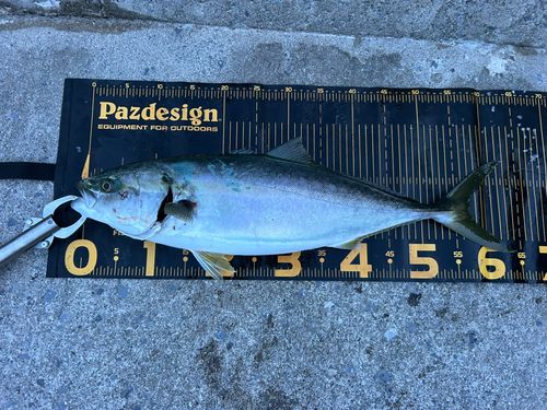 ワラサの釣果