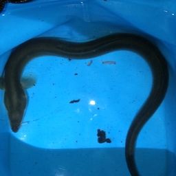 ウナギ