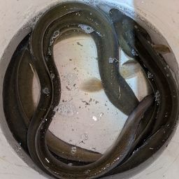 ニホンウナギ