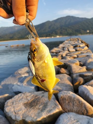 ネリゴの釣果