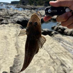 マゴチ