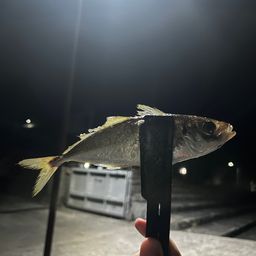 アジ