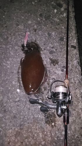 モンゴウイカの釣果