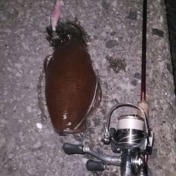 モンゴウイカ