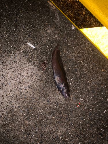 ドンコの釣果