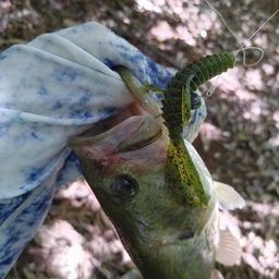 ブラックバス