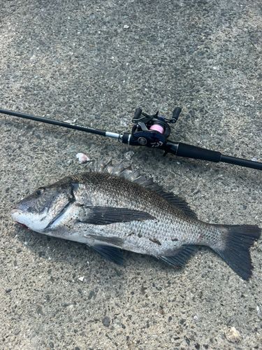チヌの釣果