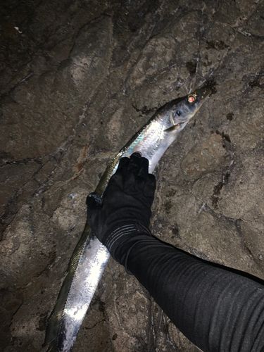 テンジクタチの釣果