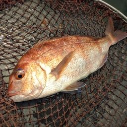 マダイ