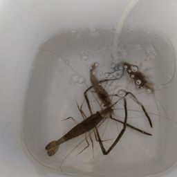 テナガエビ