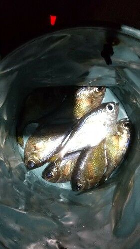 ハタンポの釣果