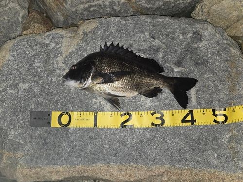 クロダイの釣果