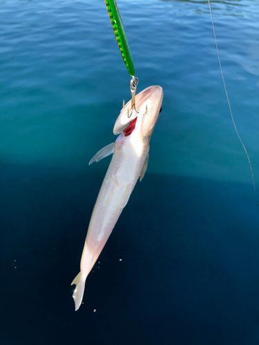 エソの釣果