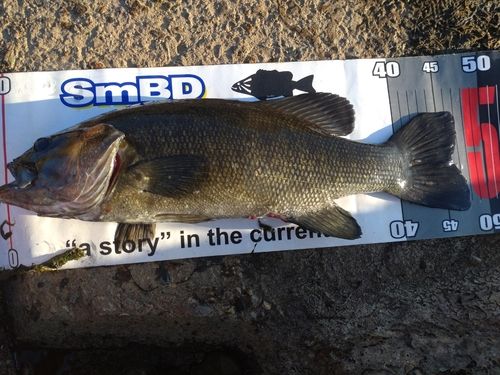 スモールマウスバスの釣果