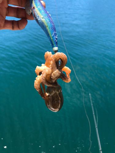 タコの釣果