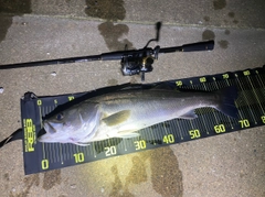 シーバスの釣果