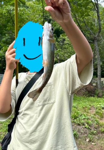 ニジマスの釣果