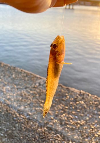 ハゼの釣果
